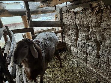 Баран, овца: Продаю | Овца (самка) | Для разведения | Племенные — 2