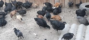 Мясо страуса: Ушул Джерсийкий гигант парода Дакен парода баар тоок Эт жумуртка — 6