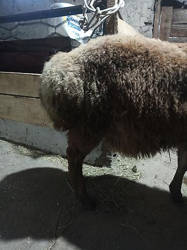 Баран, овца: Продаю | Баран (самец) | Арашан | Для разведения | Племенные — 11