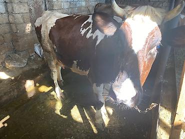 inek bala: Ana bala südlük inək — 1