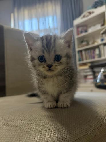 Pişiklər: Britan, Ünvandan götürmə — 7