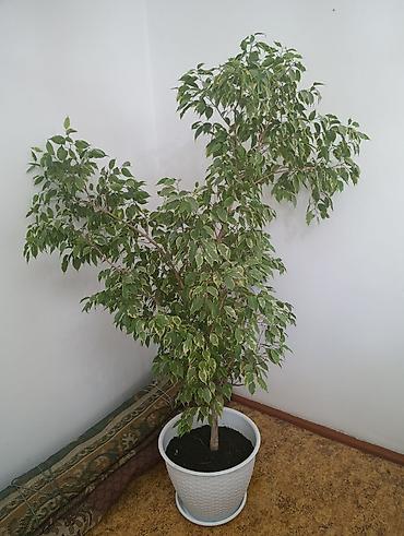 Фикус Бенджамина, пестролистный (variegata), в декоративном горшке. -