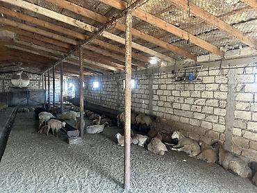 Kommersiya daşınmaz əmlakının satışı: Ferma/Sağmal təsərrüfatı sahəsi - Geniş həyətyanı ərazi və açıq sahə — 29