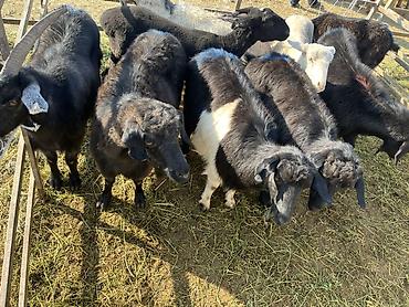 дойная каза: Продаю | Коза (самка) | Полукровка | Для разведения — 1