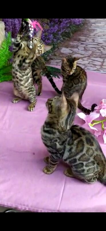 Продажа кошек: Бенгальские котята Проф.Питомник Бен Гла Мур предлагает.чудесных — 14