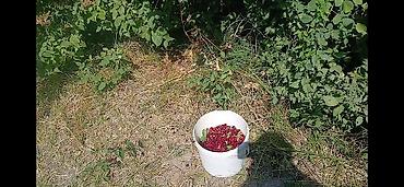 Torpaq sahələrinin satışı: Tikinti, Barter mümkündür — 16