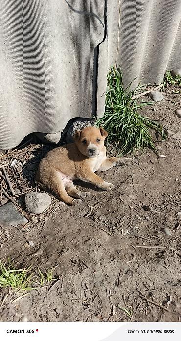 Отдам даром собаку: Отдам щенков Особенности: - шерсть плотная, короткая, легко — 1