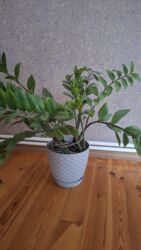 Çöl bitkiləri: Zamioculcas zamiifolia (ZZ bitkisi) – ev/ofis üçün dekorativ yaşıl