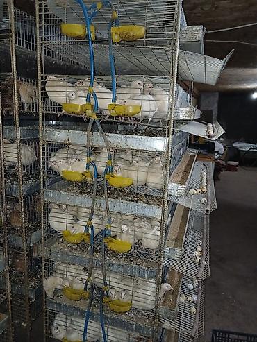 кепер арык: ЧИТАЙТЕ ВНИМАТЕЛЬНО! ПОЖАЛУЙСТА Батарейные клетки для — 2