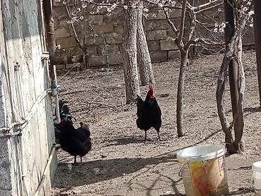 Toyuqlar: Toyuq, Australorp, Damazlıq, Ünvandan götürmə — 1