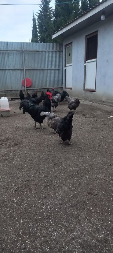 Xoruzlar: Avstrolob yumurtası və cucəsi sifariş olnur sifariş qabagcadan — 1