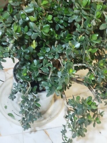 Otaq bitkiləri: Succulent “Pul ağacı” (Crassula ovata) – iri, kolvari formaya — 2