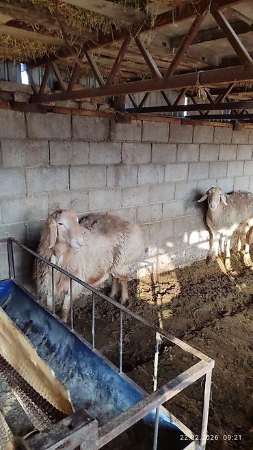 Баран, овца: Продаю | Овца (самка) | Для разведения — 5