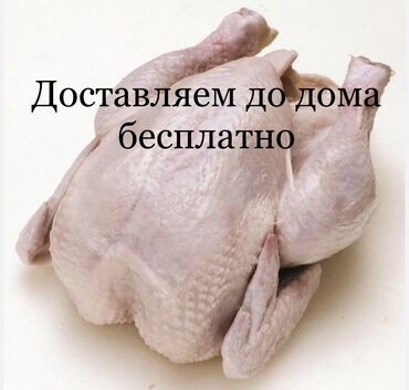 домашние крысы: Продаю | Куры, Петух | Бройлерная