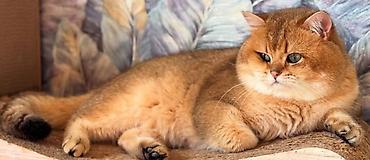 Pişiklər: Britan — 11