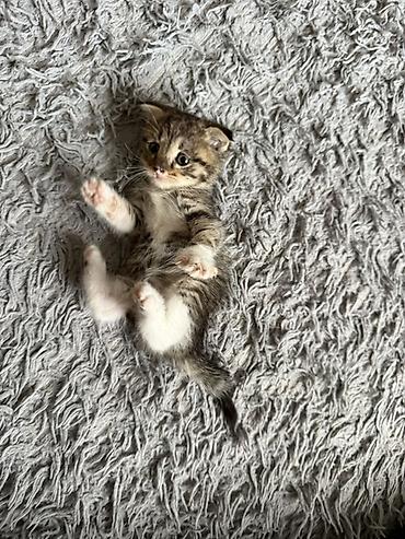 котята токмак: Беспородная, 1 месяц, Мальчик, Приучена к лотку — 5