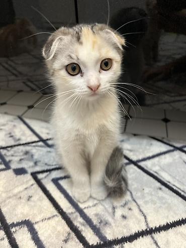 бенгальский кот характер: Шотландский вислоухий котёнок (Scottish Fold) - Окрас: трёхцветный — 3