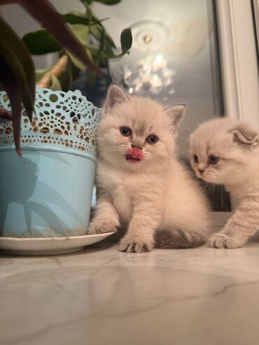 Pişiklər: 200 manatdan başdıyan qiymətlər 1000 manata kimi. Qiymət pişiyin — 18