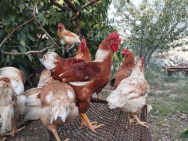 qarğa satışı: Lohman brown sortlar.xoruzlari satlir 5 aylig xoruzlar — 2