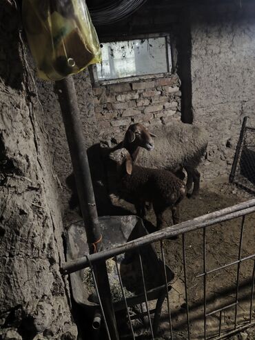 Бараны, овцы: Продаю | Овца (самка) | Для разведения | Матка — 2