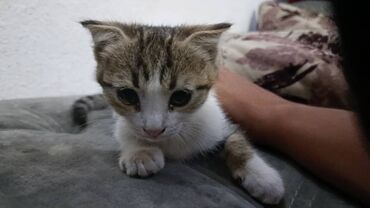 вислоухие коты цена: Скотиш Страйт (Шотландская прямоухая), 3 месяца, Девочка, Серый, Метис, Приучена к лотку