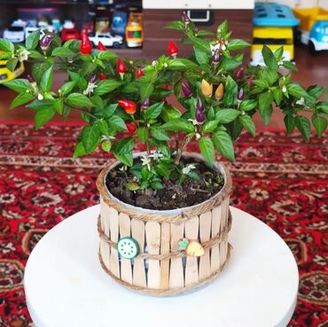 шафран диет оригинал: Bəzəkli acı bibər (Capsicum annuum) saksı bitkisi - Rəngarəng