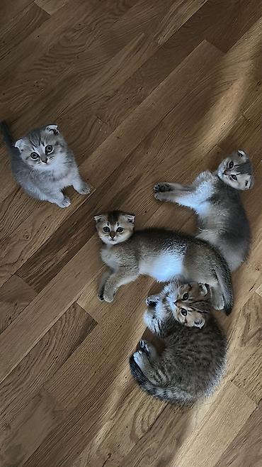 Животные: Britan (British Shorthair/Longhair tipli) qızıl rəng palitrasında bala — 10