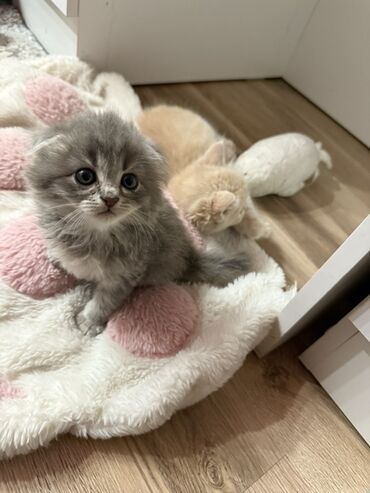 кошка шатланка: Скотиш Фолд (Шотландская вислоухая), 2 месяца, Девочка, Серый