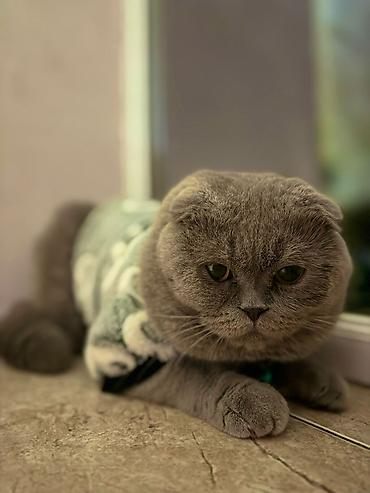 Pişiklər: Şotland, Erkək — 10