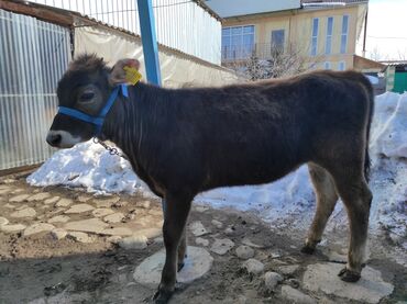 Үй жаныбарлары: Сатам | Уй (ургаачы), Кунаажын, Музоо | Көбөйтүү үчүн, Сүт алуу үчүн | Жасалма уруктандырылган