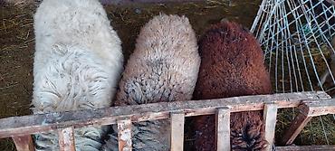 Баран, овца: Продаю | Баран (самец) | Для разведения — 4