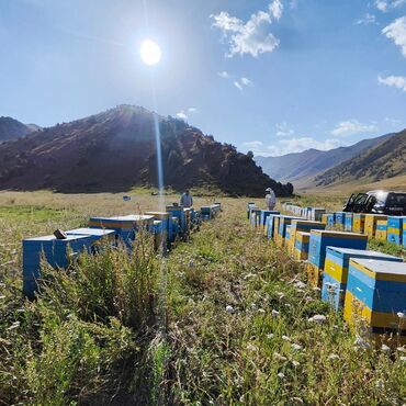 мёд в сотах: Продаю натуральный и качественный мёд🍯 Мёд находится в городе Талас 🇰🇬