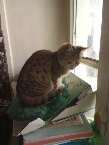 Pişiklər: Yaxşı əllərə — 13