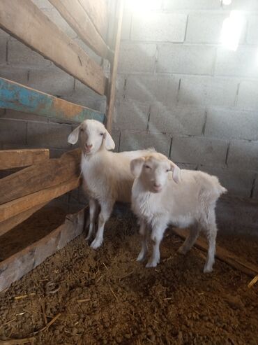 Козы, козлы: Козы — 7