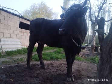 быки ленинское: Продаю | Корова (самка) | На откорм, На забой | После отела