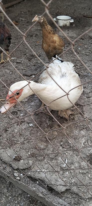 Kənd təsərrüfatı quşları: Satış: Moskovi ördəklər (indoutka) 3 ədət. - Lal õrdək Növ: Moskovi — 2
