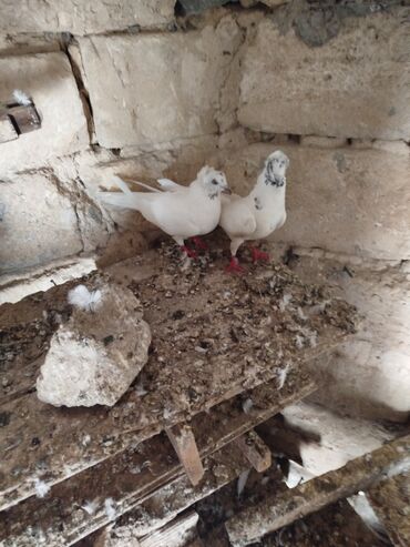 Göyərçinlər: Şəkillərdə müxtəlif rənglərdə və bəzi fərqli xüsusiyyətlərə malik — 7