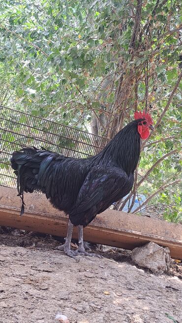 Xoruzlar: Xoruz, il: 1, Pulsuz çatdırılma — 5