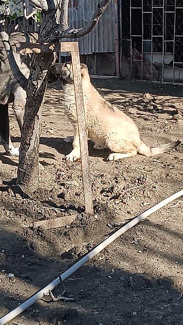 İtlər: Kanqal -da lalafo.az — 1 İtlər: Kanqal — 1