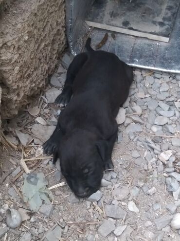 pitbul itler: Pitbul, 1 ay, Dişi