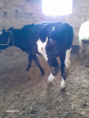 Коровы, быки: Продаю | Музоо, торпок | На откорм — 7