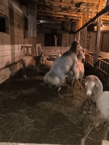 Бараны, овцы: Продаю | Баран (самец) | Арашан | Для разведения | Племенные — 12