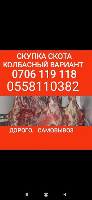 продажа лошадей в кыргызстане: Куплю | Коровы, быки, Лошади, кони, Другие с/х животные | Круглосуточно, Любое состояние, Забитый