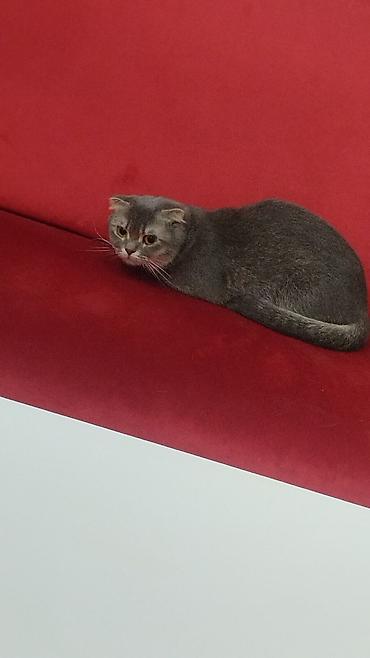 Pişiklər: Şotland yastı qulaq, Dişi, Ödənişli çatdırılma — 1