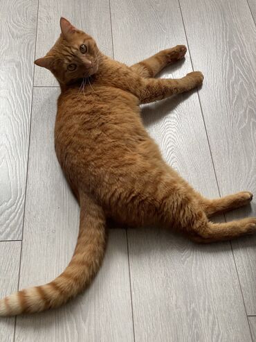 Коты: Классный пушистый кот Молодой здоровый рыжий кот. Без вредных