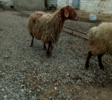 Qoyunlar, qoçlar: Məhsul: Qoyunlar - Növ: Yerli (ehtimalən qaragül/yağlı quyruq tipli) — 7