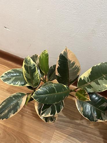 Фикусы: Фикус эластика вариегатный (Ficus elastica ‘Tineke’)
В горшке 3 стебля — 1