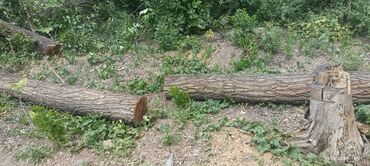 Дрова: Дрова Карагач, Самовывоз — 11