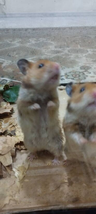 купить собаку в: Hamster satiram 8 dənədir . Hem dişi həm erkək var . Çox mehribandı