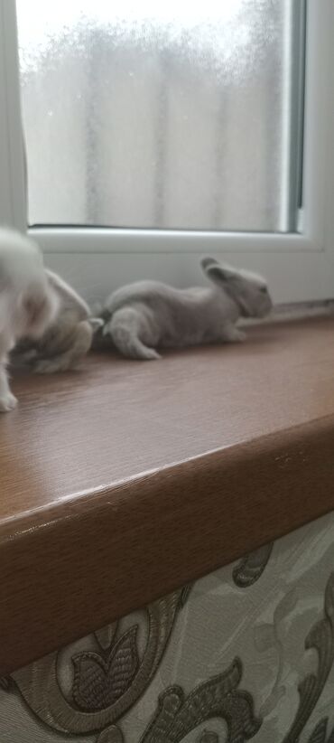 Dovşanlar: Akor balası 8 manat - Cins: akor (ev dovşanı) - - Rənglər: krem — 3